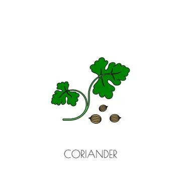 Spice coriander icon Stock Illustration