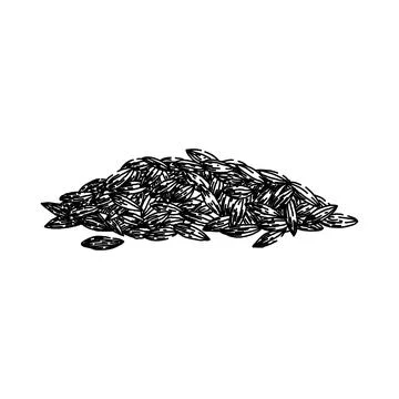 Spice cumin sketch hand drawn vector Illustrazione stock