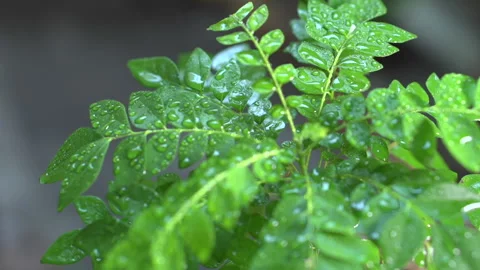 Spice Curry Leaves on a Tree Stock Footage 248793320