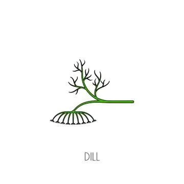 Spice dill icon Stock Illustration