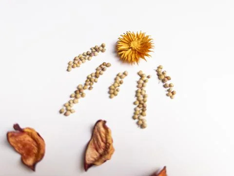 Spice Flower Composition on White Background Stock-Fotos