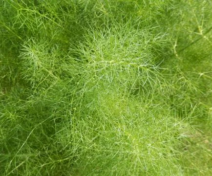 Spice garden greenery 写真素材