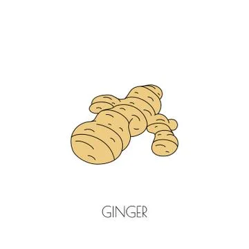 Spice ginger icon Stock Illustration