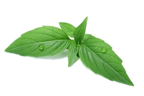 Spice globe basil leaves Stock-Fotos