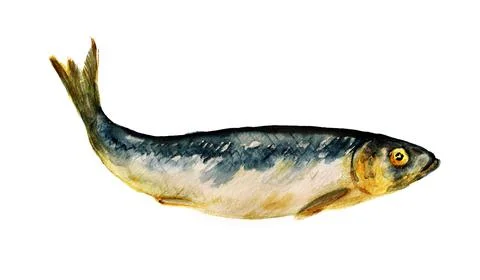 Spice-salted herring Stock Illustration