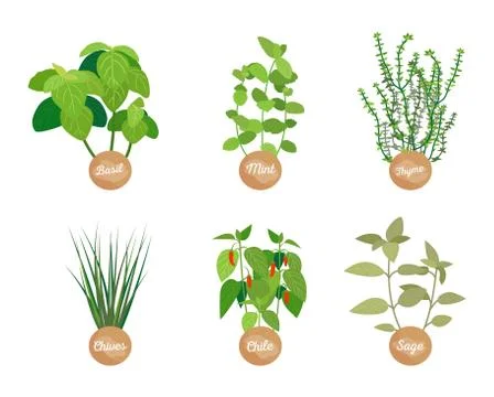 Spice Set, Closeup Plants, Vector Illustration Stock Illustration