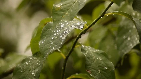 Spicebush After the Rain Stock Footage 98148932