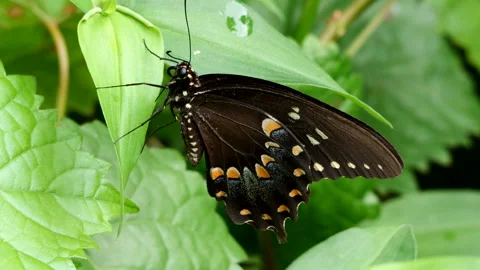 Spicebush butterfly Stock Footage 202286328