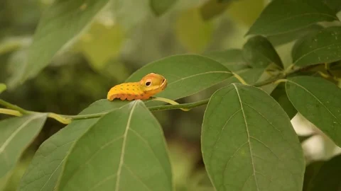 Spicebush Caterpillar Stock Footage