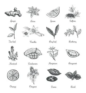 Spices and herbs vector illustration Stock Illustration
