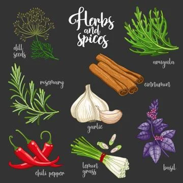 Spices and herbs vector set. Colored on dark Stock Illustration