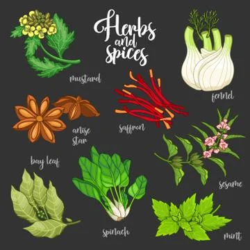 Spices and herbs vector set. Colored on dark Stock Illustration