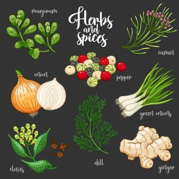 Spices and herbs vector set. Colored on dark Stock-Illustration