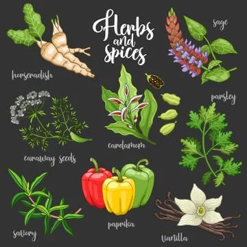 Spices and herbs vector set. Colored on dark Stock Illustration