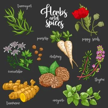 Spices and herbs vector set. Colored on dark Stock Illustration