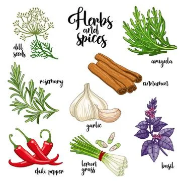 Spices and herbs vector set. Colored on white Stock Illustration