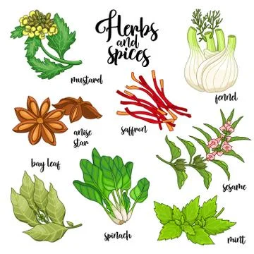Spices and herbs vector set. Colored on white Stock Illustration