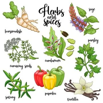 Spices and herbs vector set. Colored on white Stock Illustration