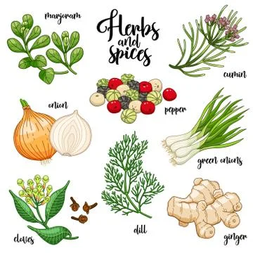 Spices and herbs vector set. Colored on white Stock Illustration