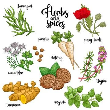 Spices and herbs vector set. Colored on white Stock Illustration