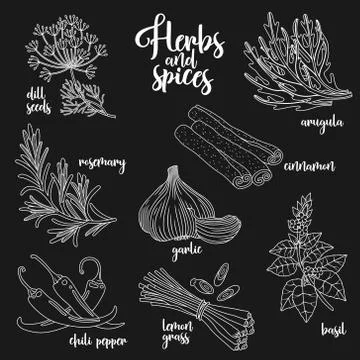 Spices and herbs vector set. Contour on dark Stock Illustration