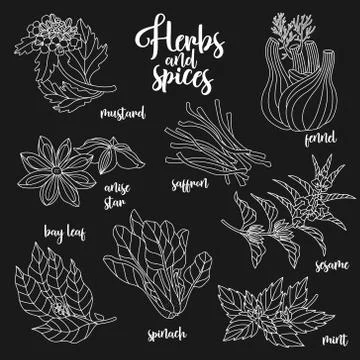 Spices and herbs vector set. Contour on dark Stock-Illustration