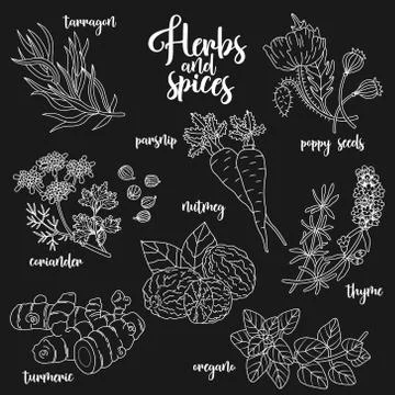 Spices and herbs vector set. Contour on dark Stock Illustration