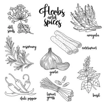 Spices and herbs vector set. Contour on white Stock Illustration