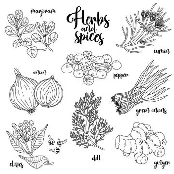 Spices and herbs vector set. Contour on white Stock Illustration