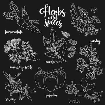 Spices and herbs vector set. Contour on dark Stock Illustration
