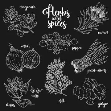 Spices and herbs vector set. Contour on dark Stock Illustration