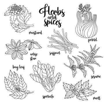 Spices and herbs vector set. Contour on white Stock Illustration