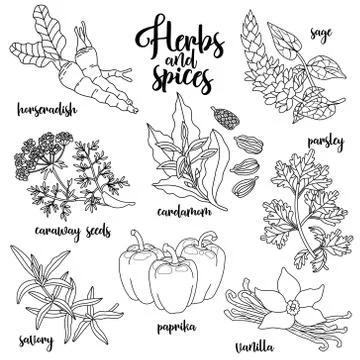 Spices and herbs vector set. Contour on white Stock Illustration