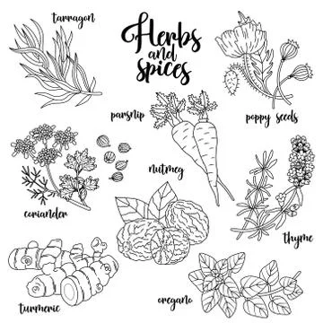Spices and herbs vector set. Contour on white Stock Illustration