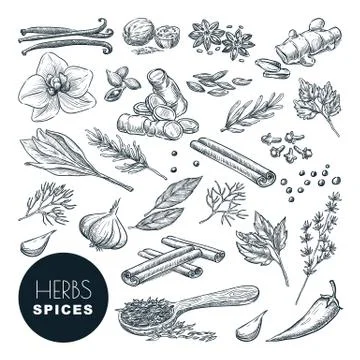 Spices, herbs set. Vector hand drawn sketch illustration, isolated on white b Stock Illustration