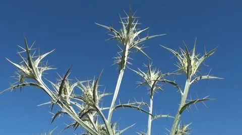 Spicula Stock Footage 10719196