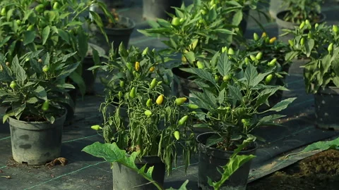 SPICY CHILLI PLANT Stock Footage 306694519
