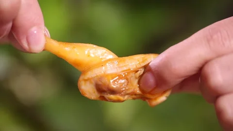 Spicy fried scallop (2) Stock Footage 202206138