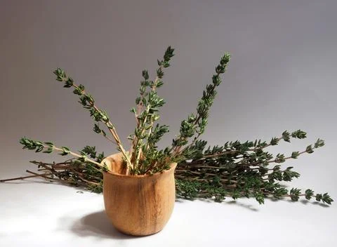 Spicy herb thyme Stock Photos