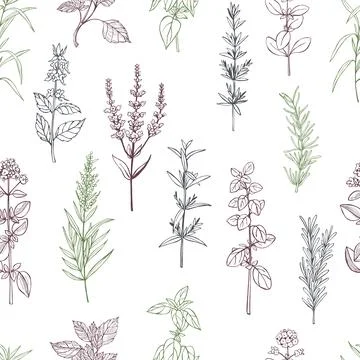 Spicy herbs.  Vector pattern Stock Illustration
