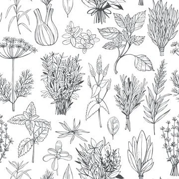 Spicy herbs.  Vector pattern Stock Illustration
