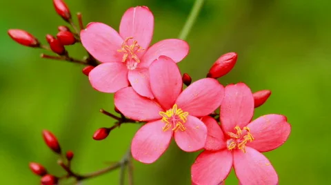 Spicy jatropha (Jatropha integerrima) 스톡 동영상 783967