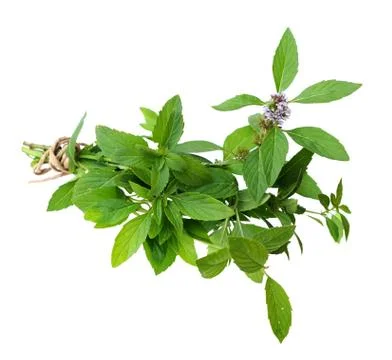 Spicy mint Stock Photos