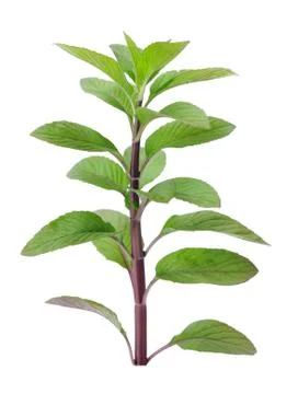 Spicy mint Stock Photos