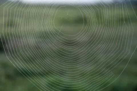Spidderweb 스톡 사진