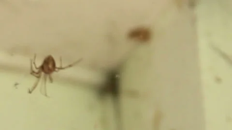 Spide Moving on Wed Close up Stock Footage 26114331