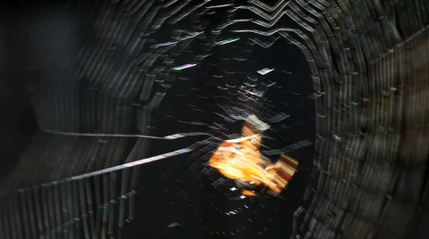 Spider 01 Video stock 838427