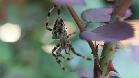 Spider 01 Stock Footage 10797108