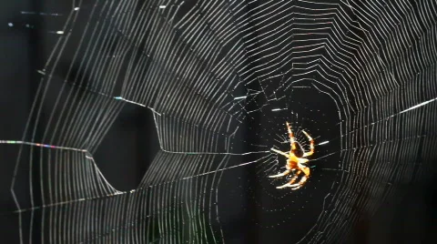 Spider 02 Stock Footage 838417