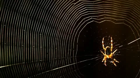 Spider 03 HD Stock Footage 11821254